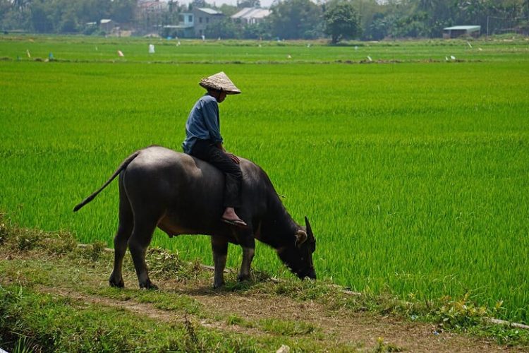 hoi-an- 7-unusual-things-to-do-in- Vietnam-on-holiday