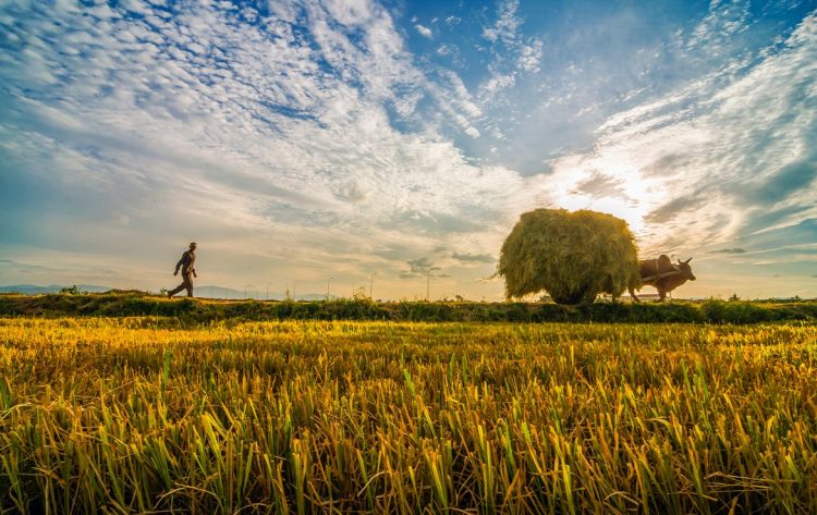 Phu Yen: A guide to explore the beautiful land of Southern Vietnam