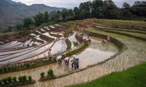 growing rice in vietnam