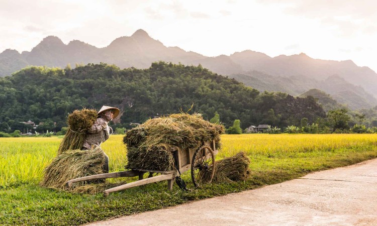 The Important Role Of Rice In Vietnamese Economy Culture Lux Travel 