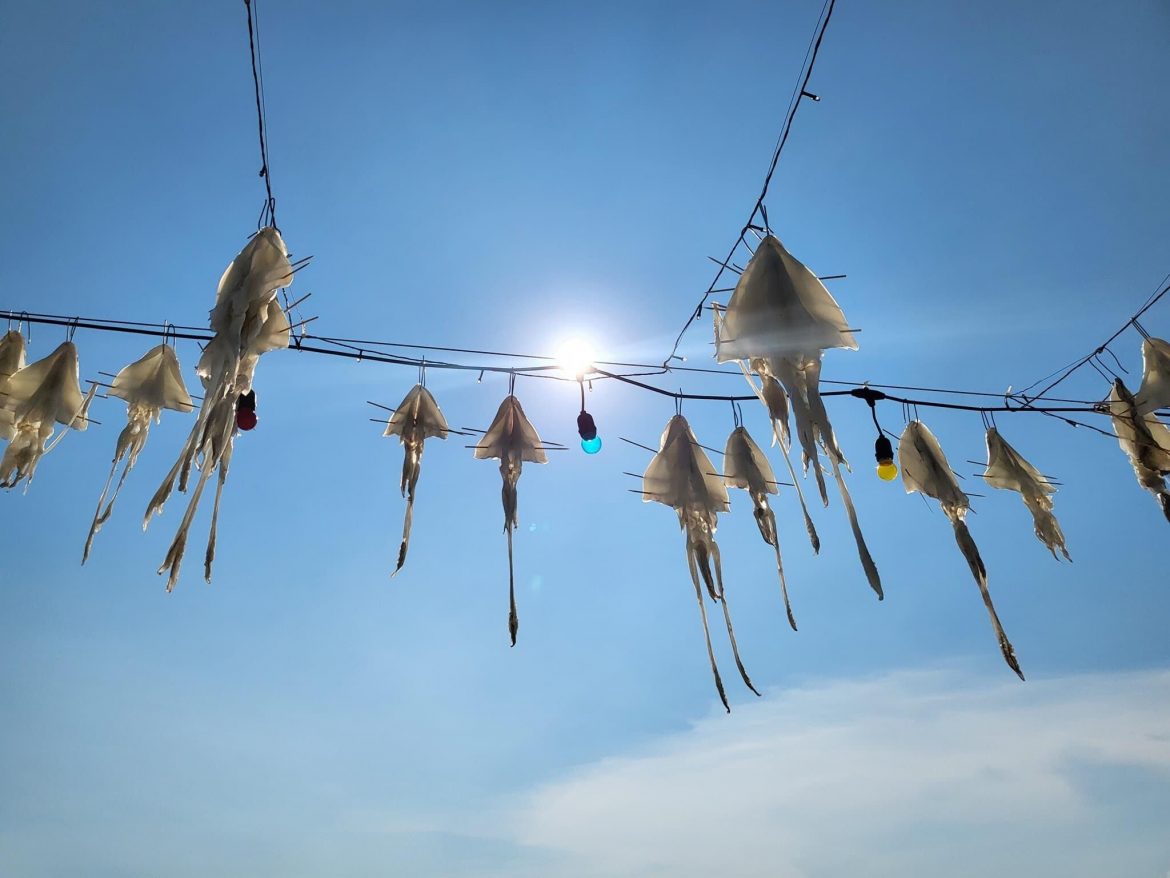 Drying Squid in Phu Quoc