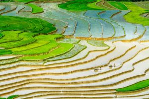 Rice Terraces In Vietnam