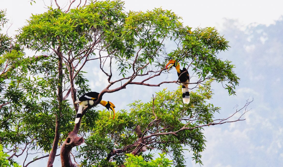 Cat Tien National Park Vietnam, vietnam wildlife