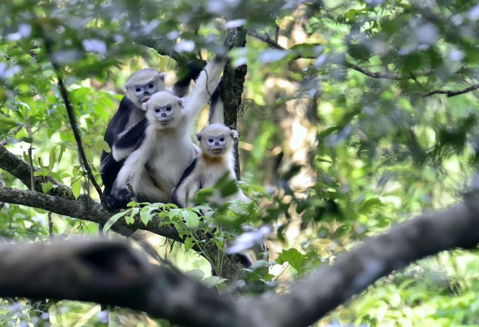 Vietnam Wildlife, Cuc Phuong Nation Park