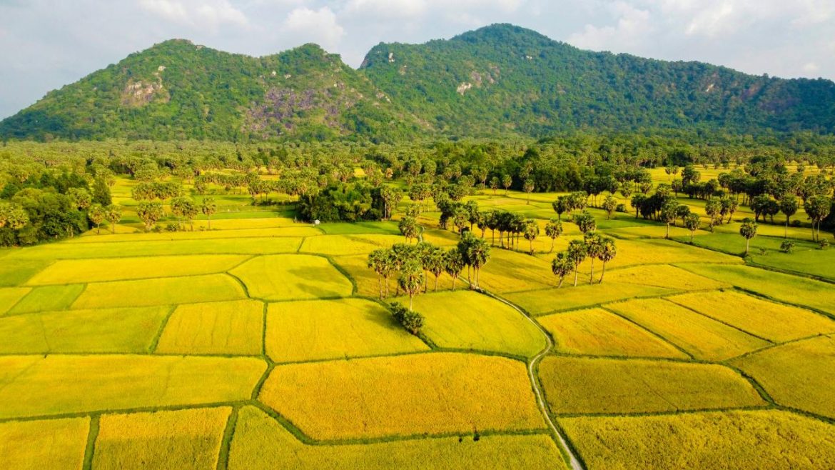 Best Time to see Rice Fields in Vietnam