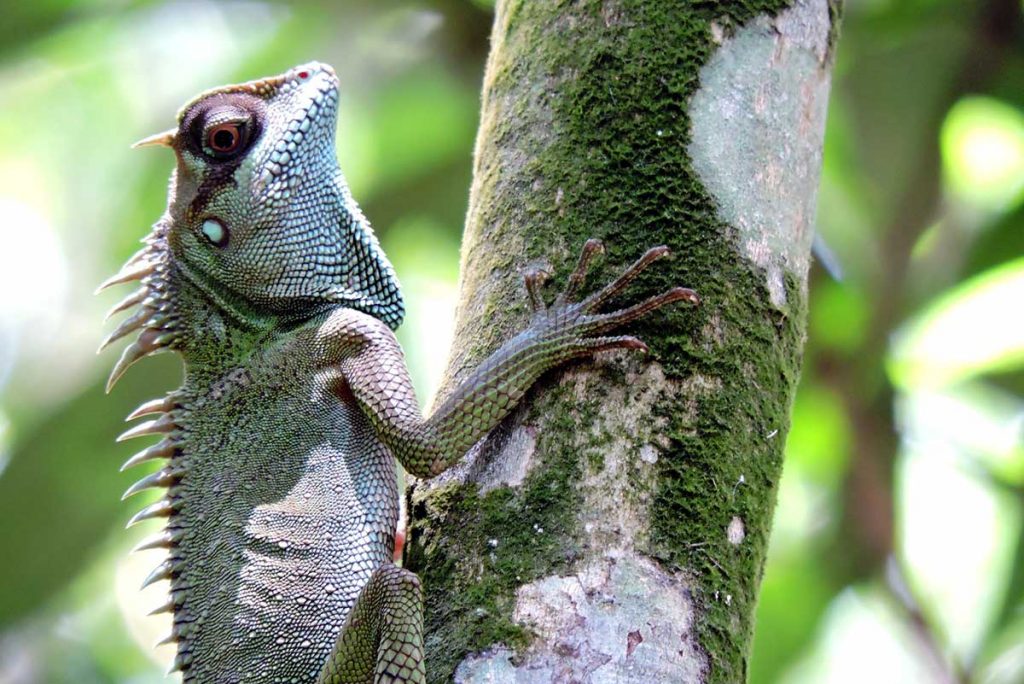 Bach Ma National Park, vietnam wildlife