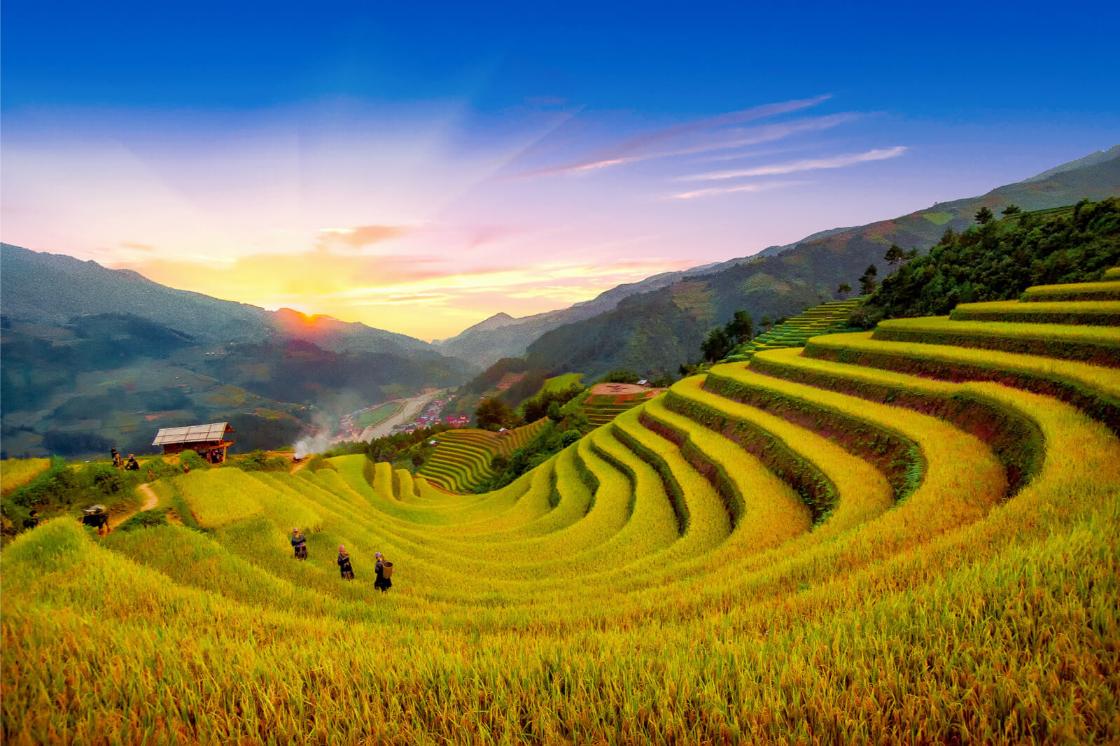 best time to see rice fields in Vietnam