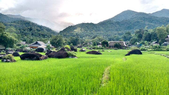 best time to see rice fields in Vietnam