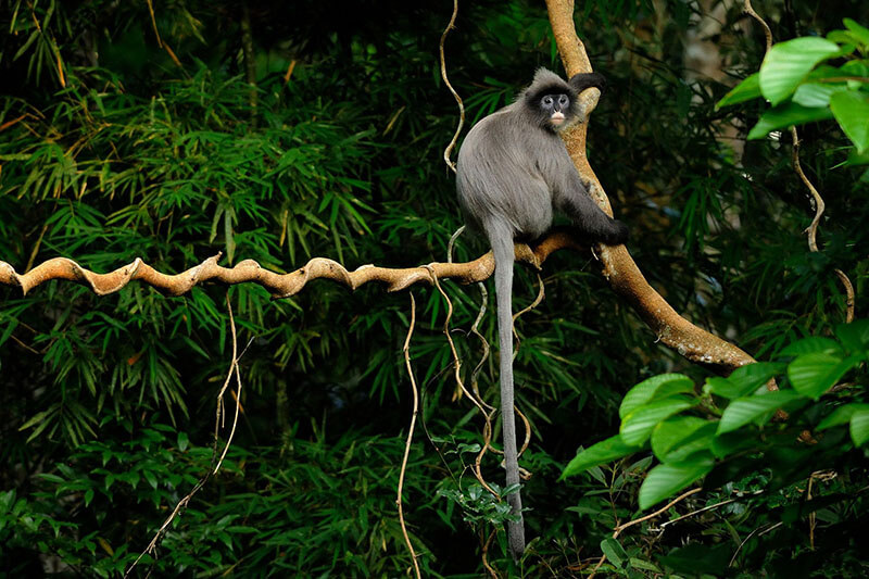 vietnam wildlife, pu mat nation park