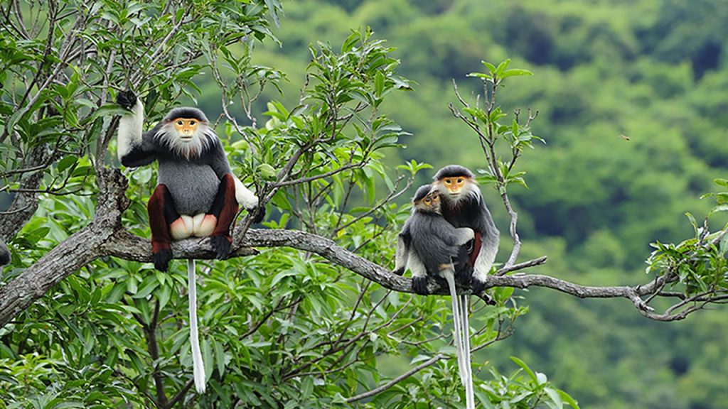 con dao national park