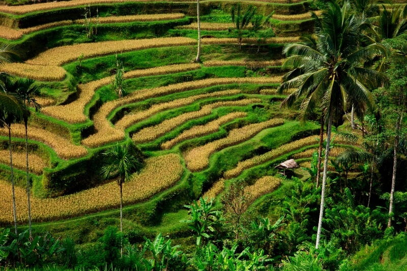 UBUD - JATILUWIH - ULUNDANU - SOUTH BALI [B/L] 