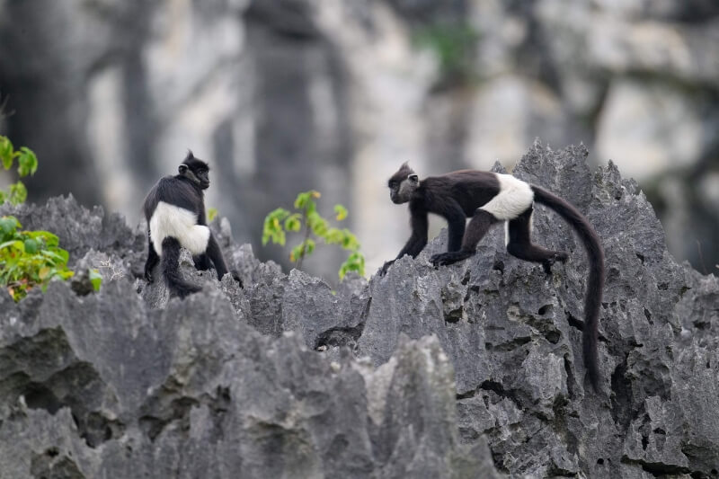 NINH BINH – CUC PHUONG NATIONAL PARK [Guide/B/L]